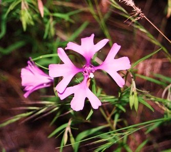 Clarkia pulchella